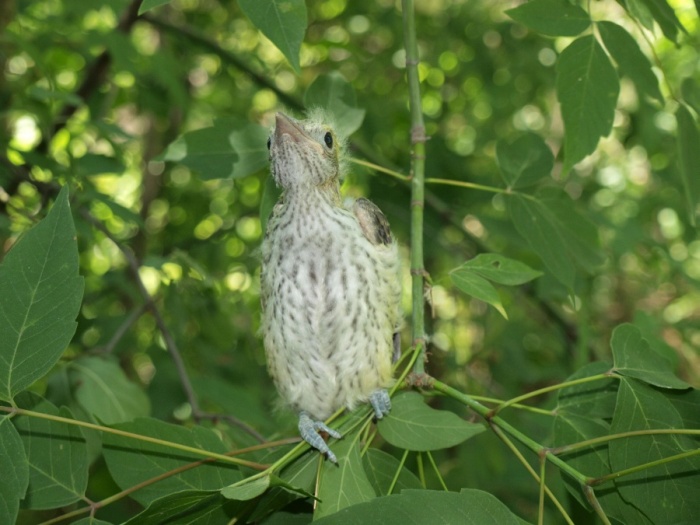 Приручаем диких птиц к рукам 