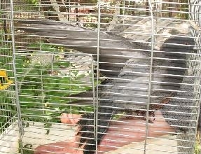 о моем опыте ухода за голубем