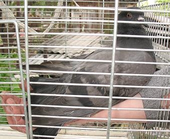 о моем опыте ухода за голубем