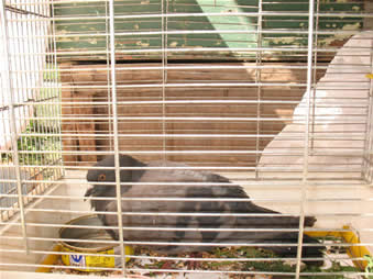 о моем опыте ухода за голубем