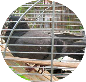 о моем опыте ухода за голубем