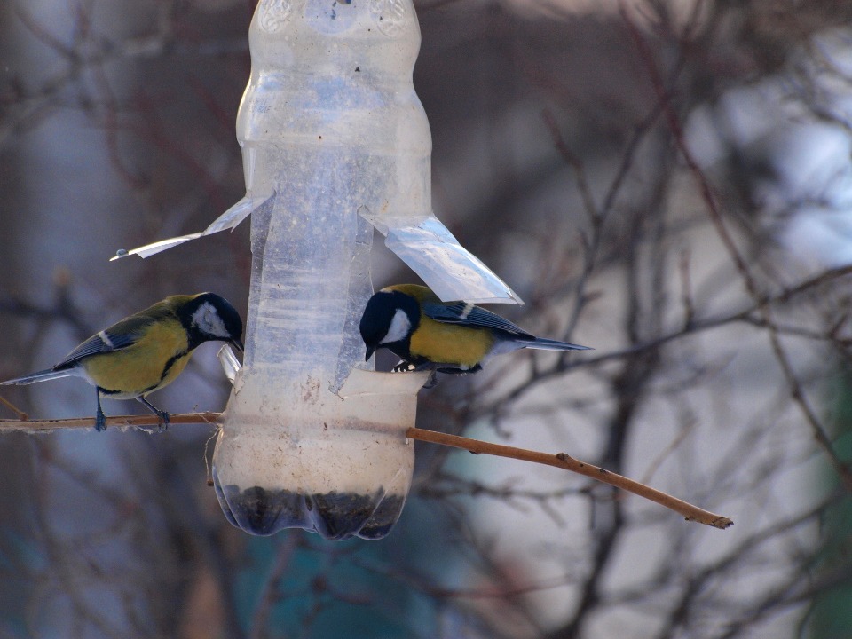 большая синица