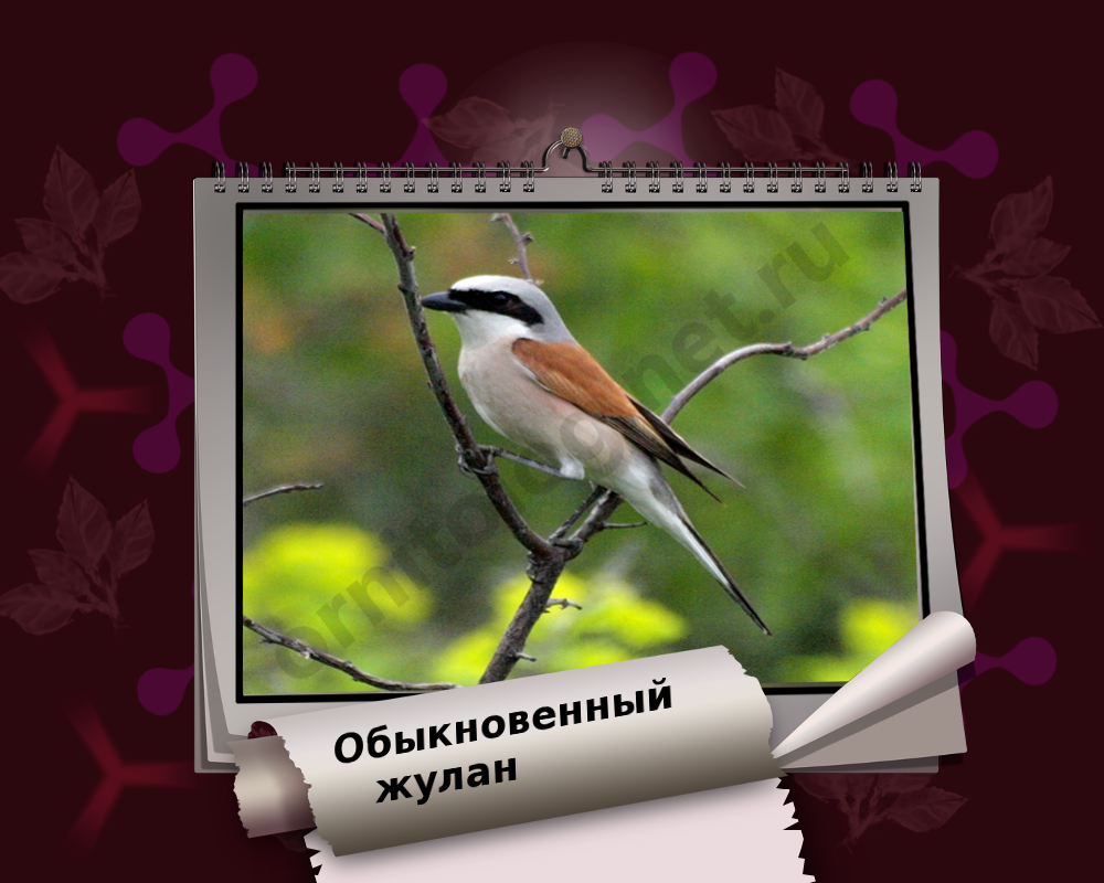 С днем орнитолога картинки. День орнитолога открытки. День орнитолога 19 февраля картинки. Поздравление с днём орнитолога. Дикая птица с днем рождения.